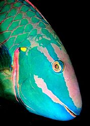 Parrot fish. D2x 60mm by Rand Mcmeins 